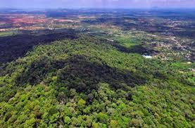 FKH Bintan Kecam Pembabatan Hutan Lindung Sei Jago